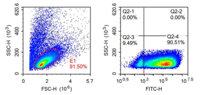 T Cell, Cultured Or Stimulated - Electroporation By Celetrix