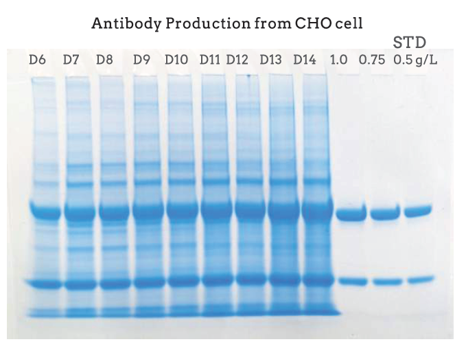 Antibody production插图3